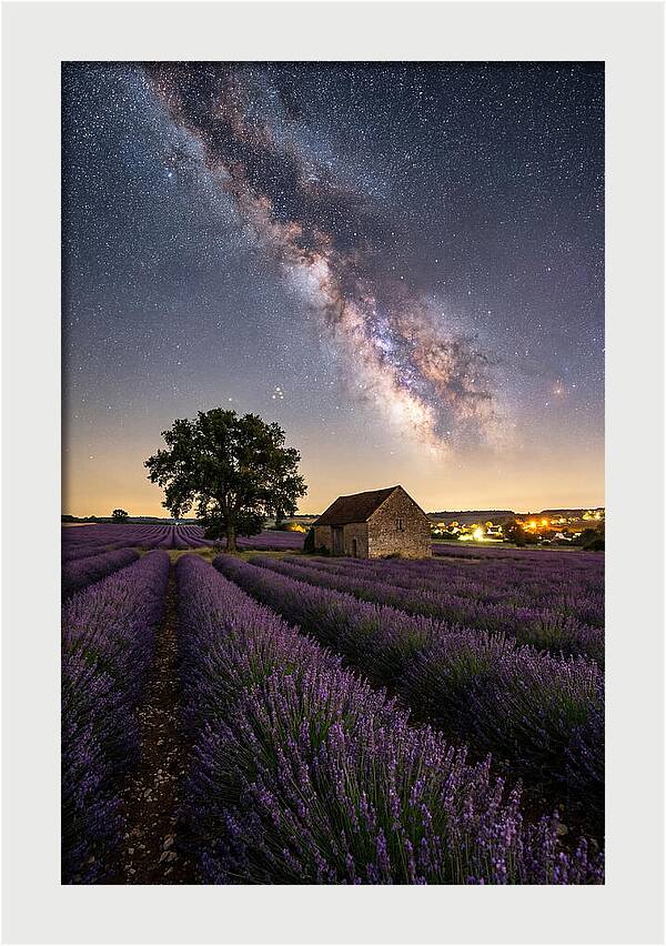 Lavender Fields Under Starlit Sky