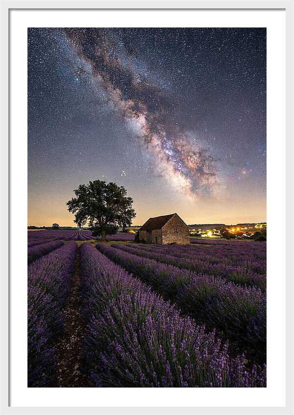 Lavender Fields Under Starlit Sky