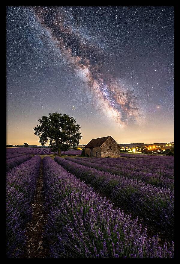 Lavender Fields Under Starlit Sky