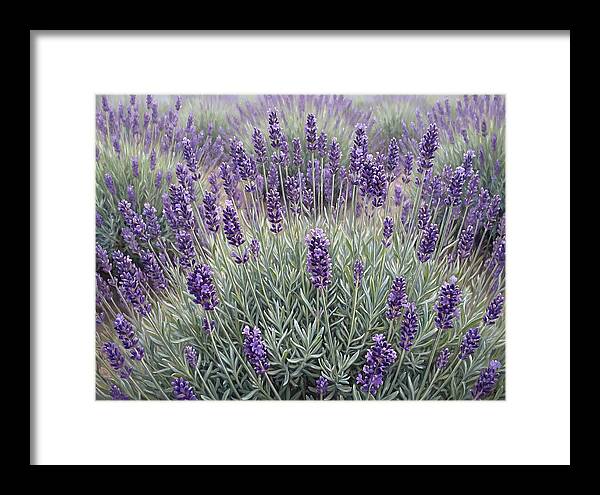 Lavender Fields Under The Sun