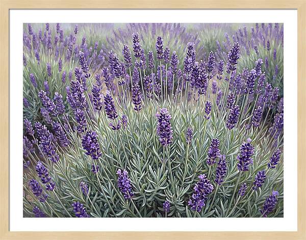Lavender Fields Under The Sun
