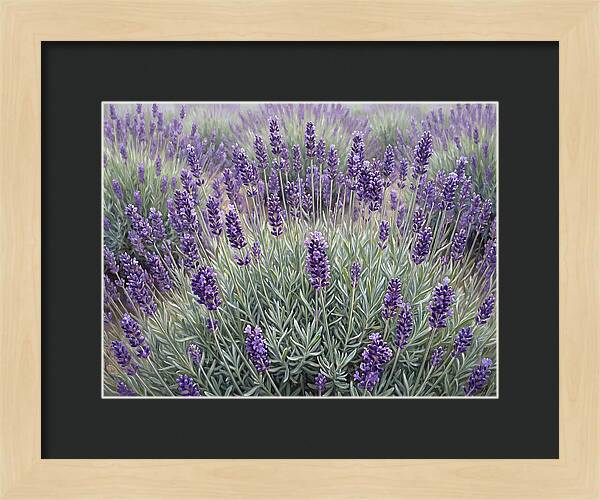 Lavender Fields Under The Sun