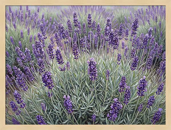 Lavender Fields Under The Sun