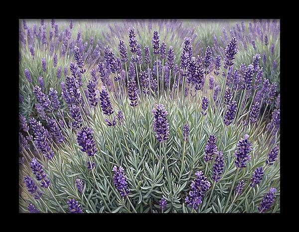 Lavender Fields Under The Sun
