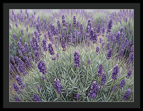 Lavender Fields Under The Sun
