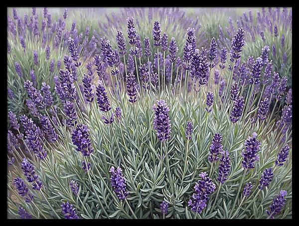Lavender Fields Under The Sun