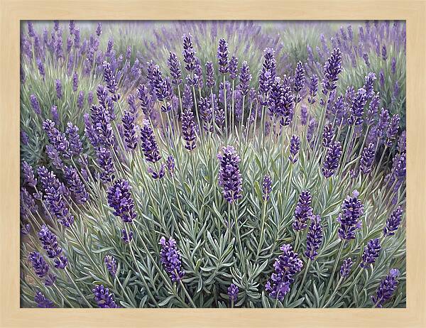 Lavender Fields Under The Sun