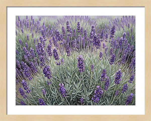Lavender Fields Under The Sun