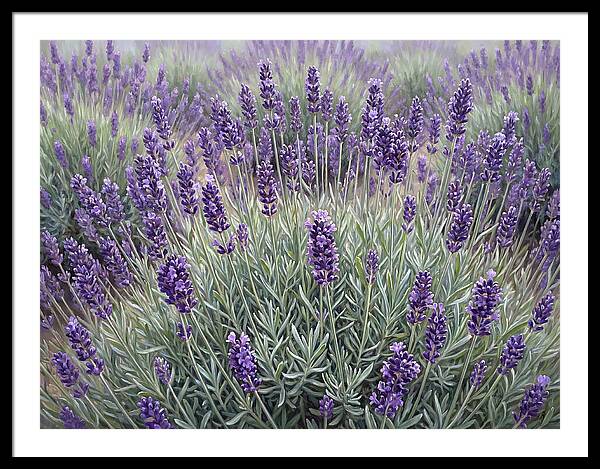 Lavender Fields Under The Sun