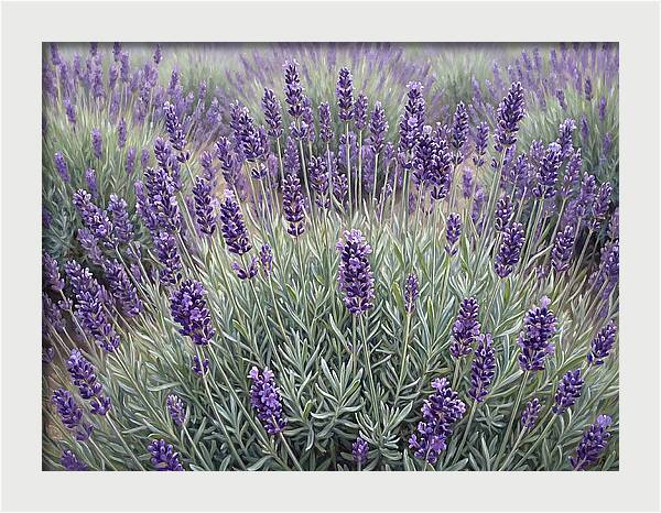 Lavender Fields Under The Sun