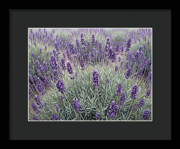 Lavender Fields Under The Sun