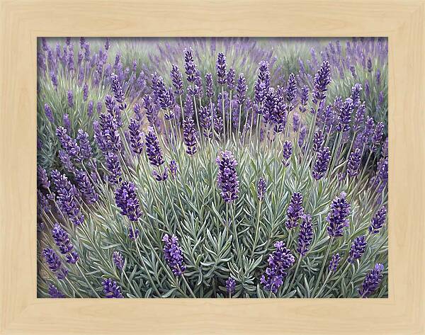 Lavender Fields Under The Sun