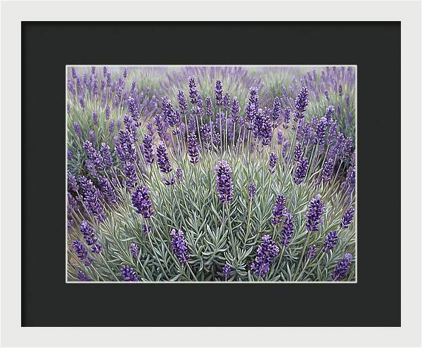 Lavender Fields Under The Sun