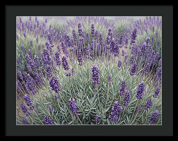 Lavender Fields Under The Sun