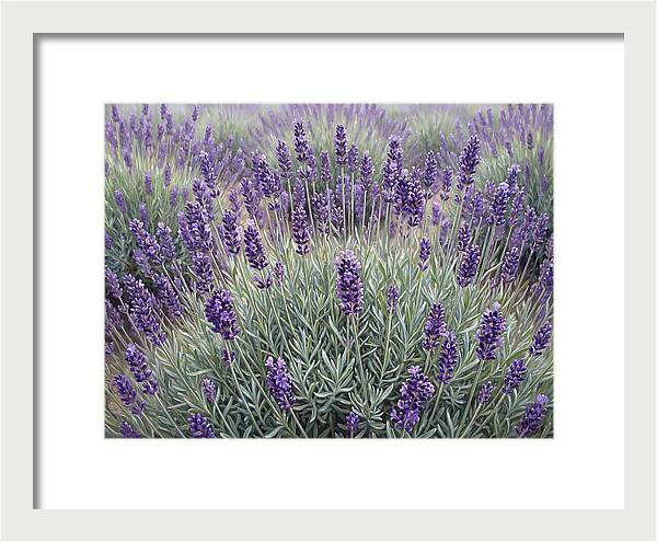 Lavender Fields Under The Sun