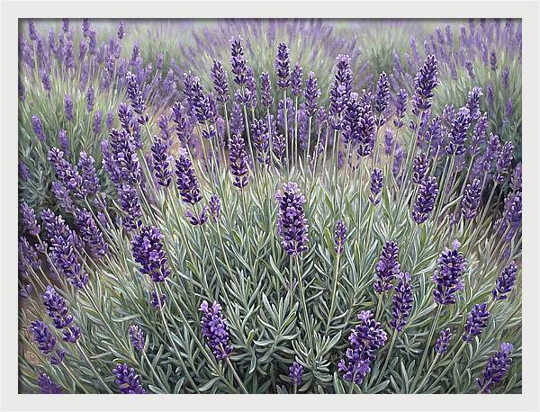 Lavender Fields Under The Sun