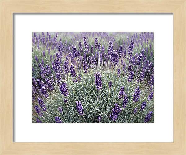 Lavender Fields Under The Sun