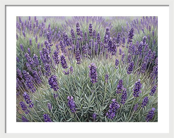 Lavender Fields Under The Sun