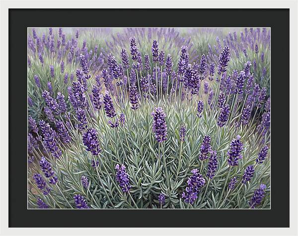 Lavender Fields Under The Sun