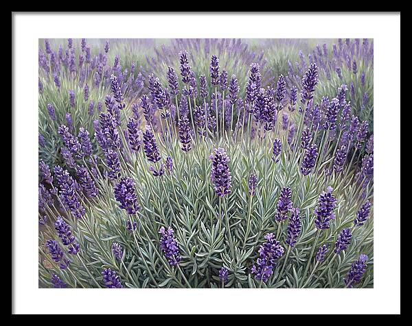 Lavender Fields Under The Sun