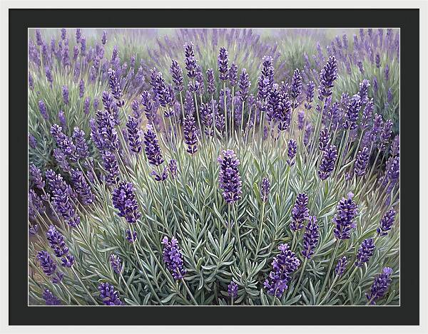 Lavender Fields Under The Sun