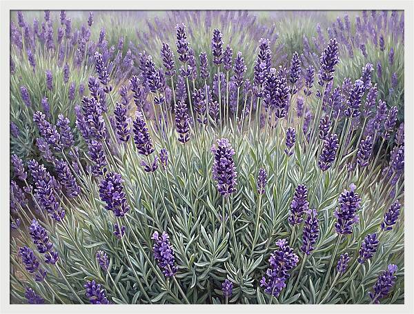 Lavender Fields Under The Sun