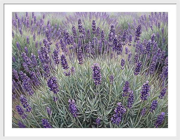 Lavender Fields Under The Sun