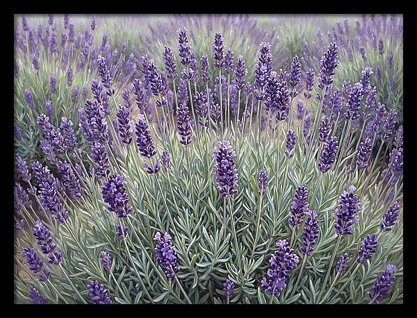 Lavender Fields Under The Sun