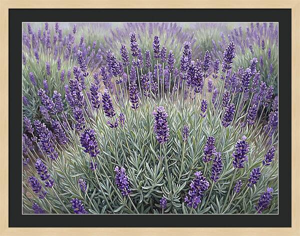 Lavender Fields Under The Sun
