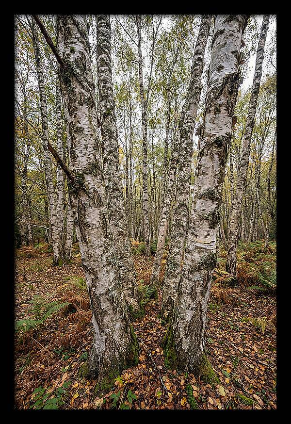 Layers Of Natures Canvas