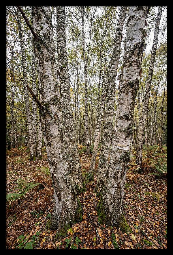 Layers Of Natures Canvas