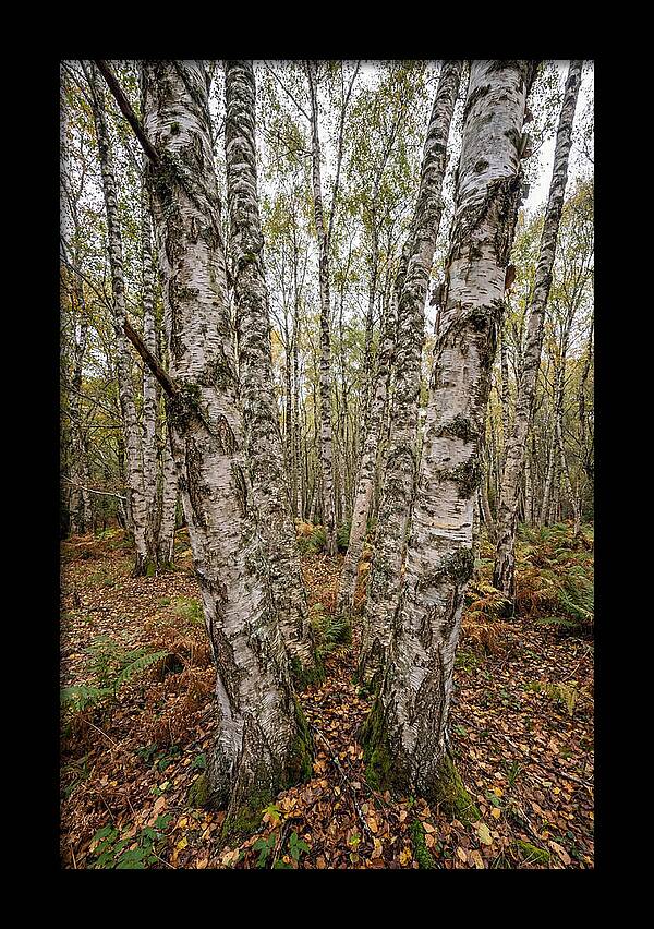 Layers Of Natures Canvas
