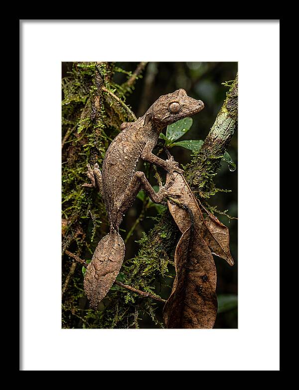Leaf Tailed Gecko Camouflage