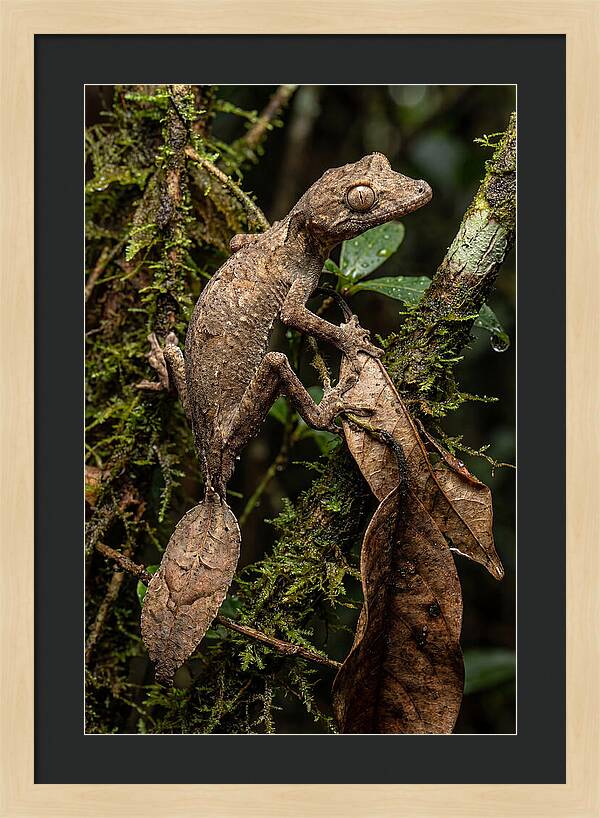 Leaf Tailed Gecko Camouflage