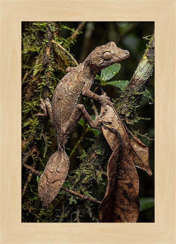 Leaf Tailed Gecko Camouflage