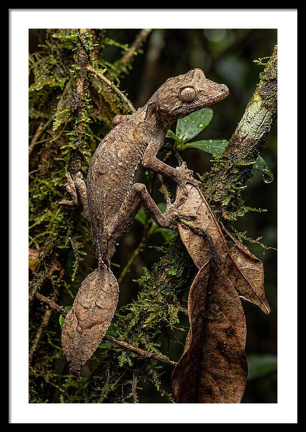 Leaf Tailed Gecko Camouflage