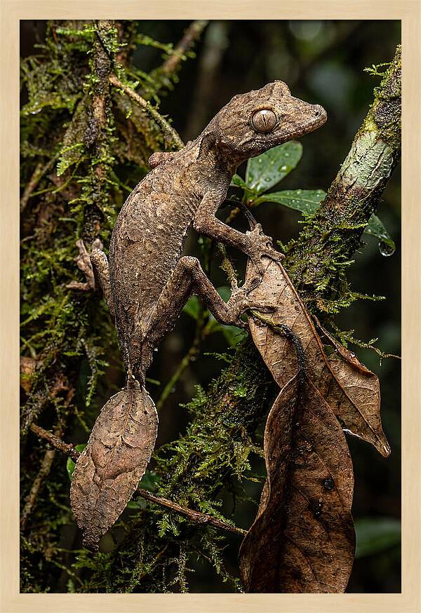 Leaf Tailed Gecko Camouflage