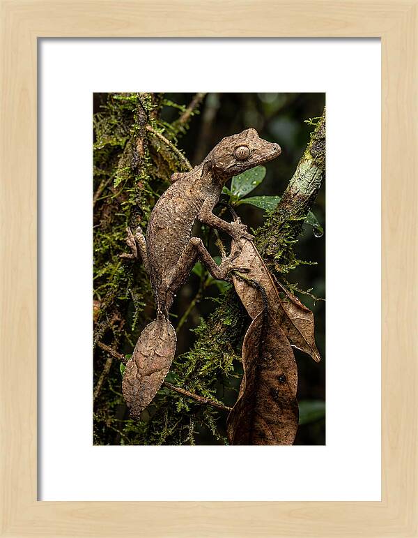 Leaf Tailed Gecko Camouflage