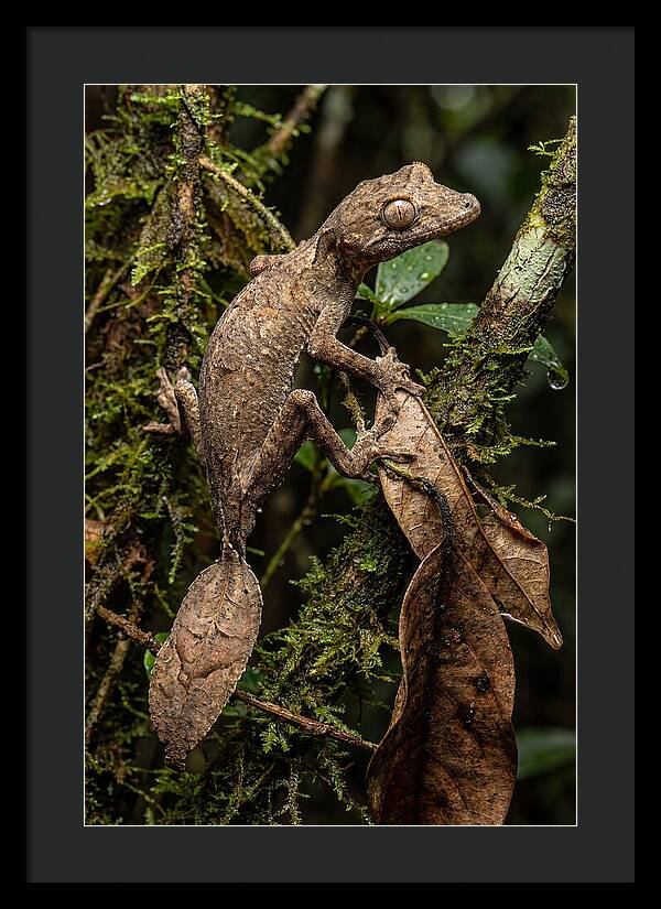 Leaf Tailed Gecko Camouflage
