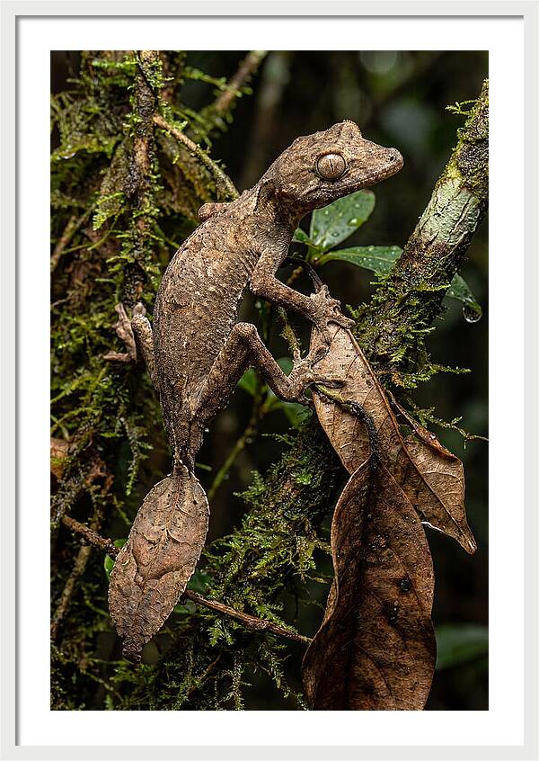 Leaf Tailed Gecko Camouflage