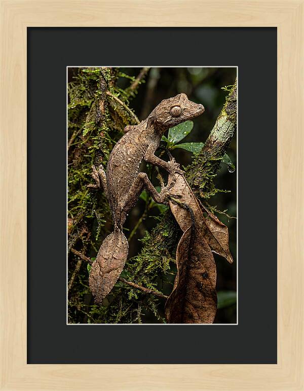 Leaf Tailed Gecko Camouflage