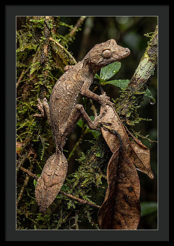 Leaf Tailed Gecko Camouflage