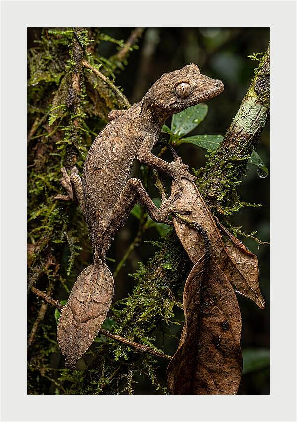 Leaf Tailed Gecko Camouflage
