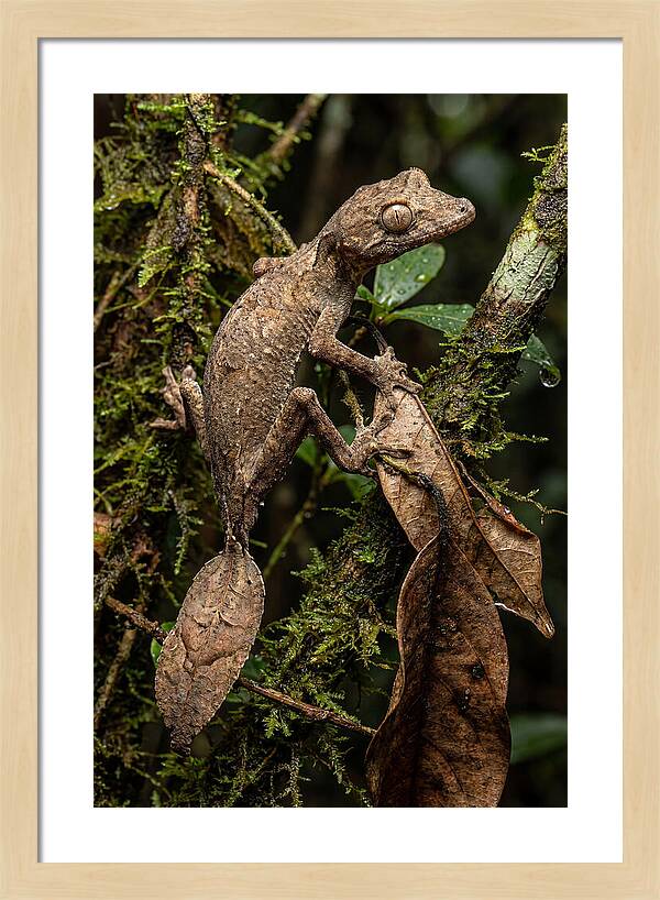 Leaf Tailed Gecko Camouflage