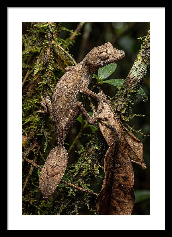 Leaf Tailed Gecko Camouflage
