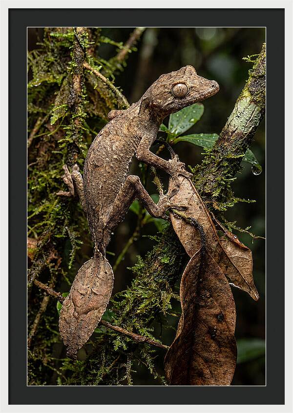 Leaf Tailed Gecko Camouflage