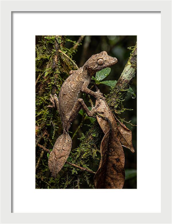 Leaf Tailed Gecko Camouflage