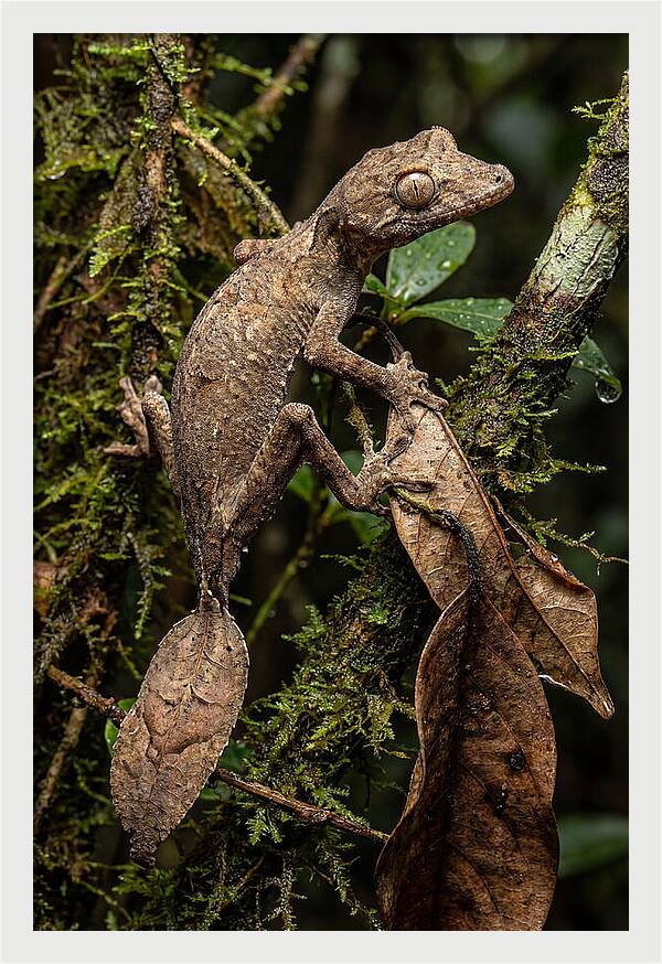 Leaf Tailed Gecko Camouflage