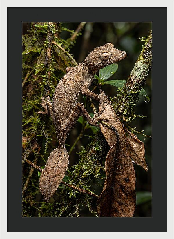 Leaf Tailed Gecko Camouflage
