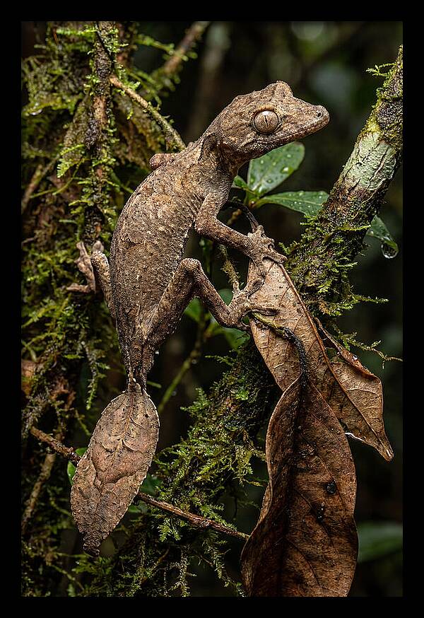 Leaf Tailed Gecko Camouflage